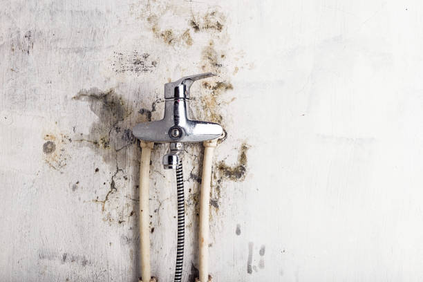 Professional Mold Remediation in Cleveland, FL