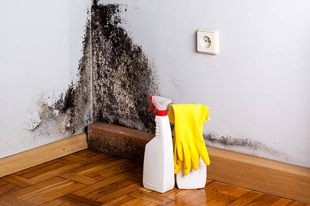 Best Attic Mold Remediation in Cleveland, FL