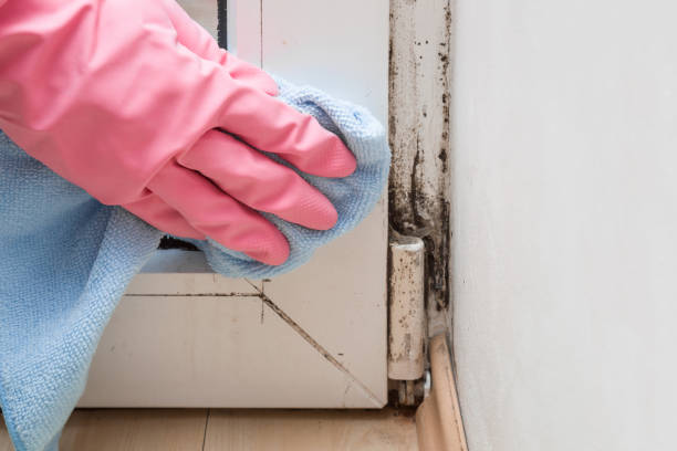Best Residential Mold Remediation in Cleveland, FL